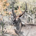 Kruger 047 copia